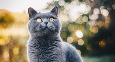 La memoria dei gatti